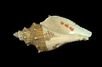 藏品(角香螺)的圖片